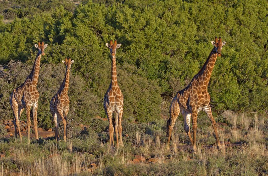 ボーフォート・ウェスト Ko Ka Tsara Bush Campヴィラ エクステリア 写真